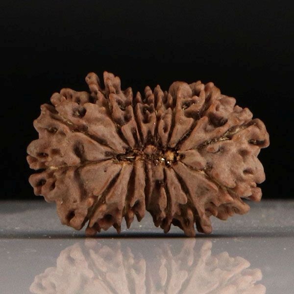 Gaurishankar Rudraksha-14 Mukhi