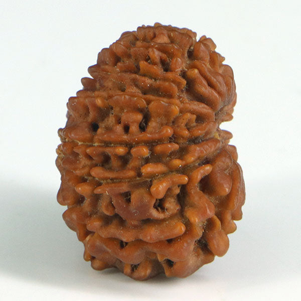 15 Mukhi Rudraksha