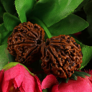 Gaurishankar Rudraksha