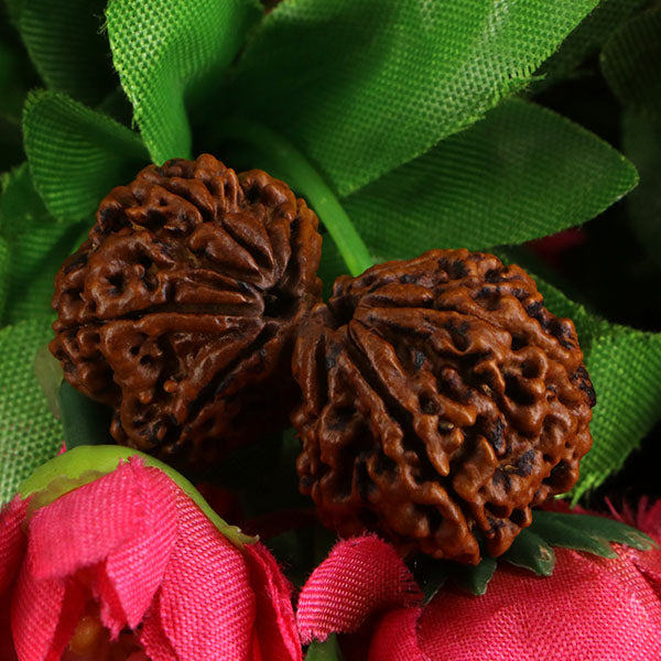 Gaurishankar Rudraksha