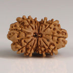 Gaurishankar Rudraksha-13 Mukhi
