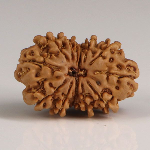 Gaurishankar Rudraksha-13 Mukhi