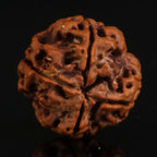 4 Mukhi Rudraksha