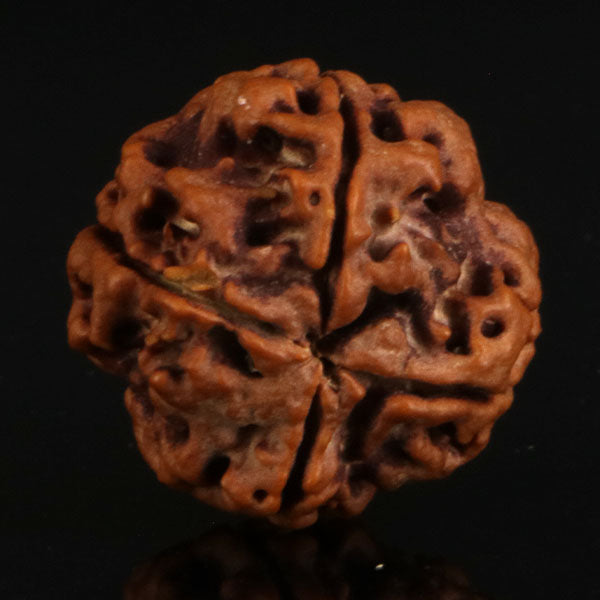4 Mukhi Rudraksha Full Seed (Nepali)