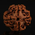 4 Mukhi Rudraksha