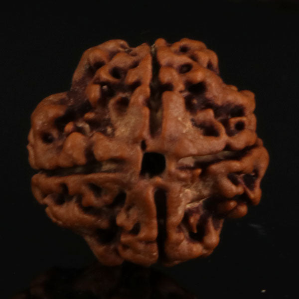 4 Mukhi Rudraksha
