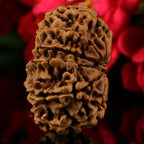11 Mukhi Rudraksha