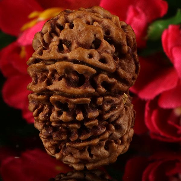 12 Mukhi Rudraksha