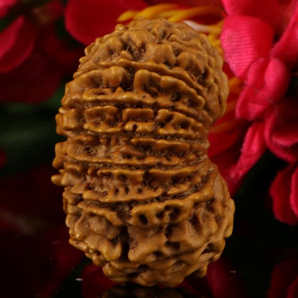 14  Mukhi Rudraksha