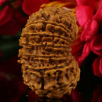 14  Mukhi Rudraksha