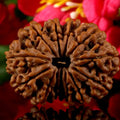 13 Mukhi Rudraksha