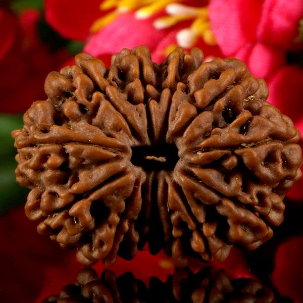 13 Mukhi Rudraksha
