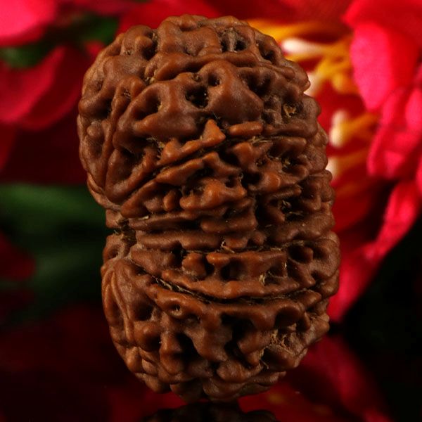 13 Mukhi Rudraksha