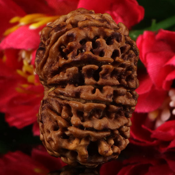 12 Mukhi Rudraksha
