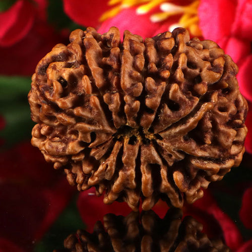 12 Mukhi Rudraksha