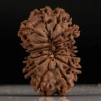 Gaurishankar Rudraksha-14 Mukhi