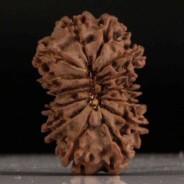 Gaurishankar Rudraksha-14 Mukhi