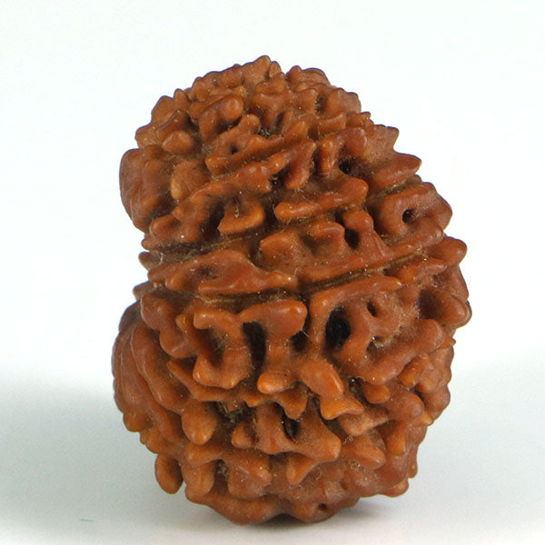 15 Mukhi Rudraksha
