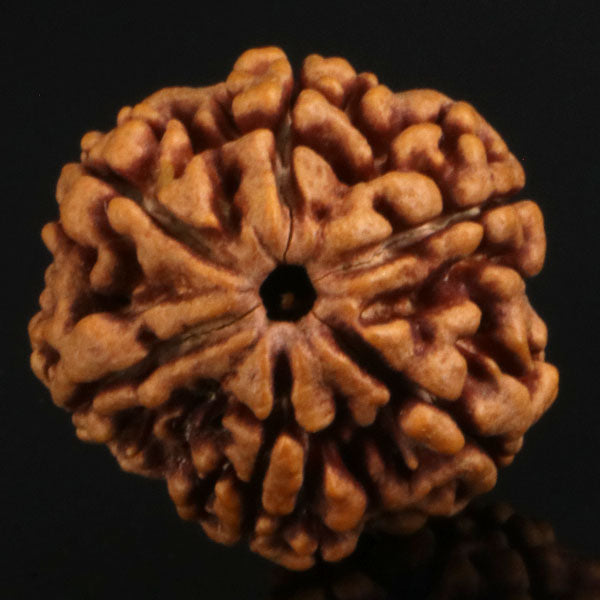 6 Mukhi Rudraksha