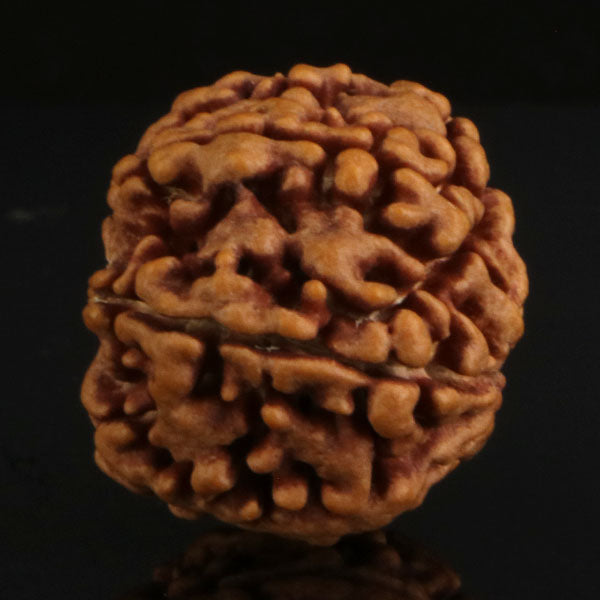 6 Mukhi Rudraksha