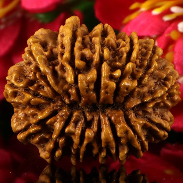 14  Mukhi Rudraksha