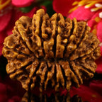 14  Mukhi Rudraksha