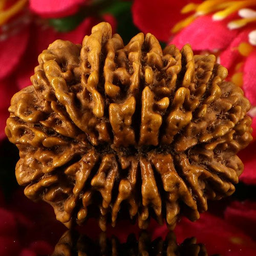 14  Mukhi Rudraksha