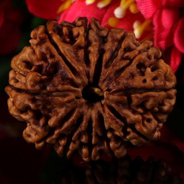 12 Mukhi Rudraksha