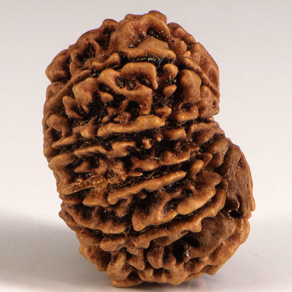10 Mukhi Rudraksha