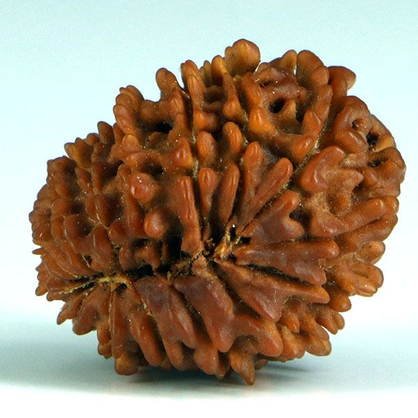 15 Mukhi Rudraksha