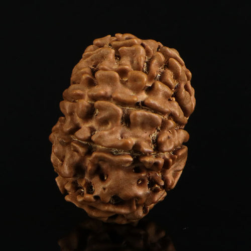 10 Mukhi Rudraksha