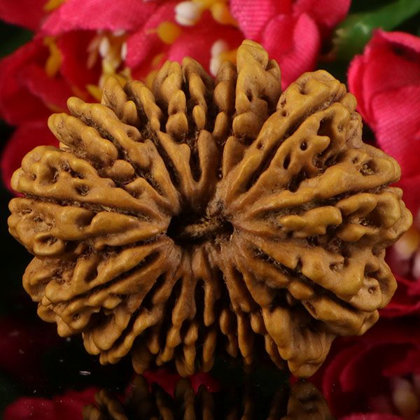 14  Mukhi Rudraksha