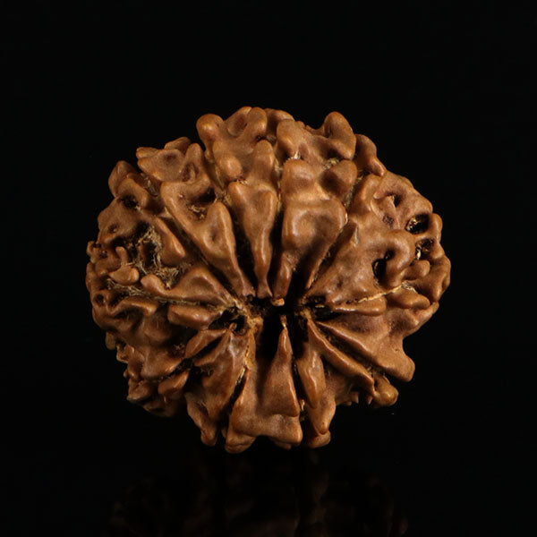 10 Mukhi Rudraksha
