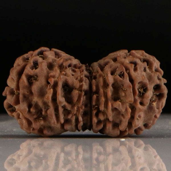 Gaurishankar Rudraksha-14 Mukhi