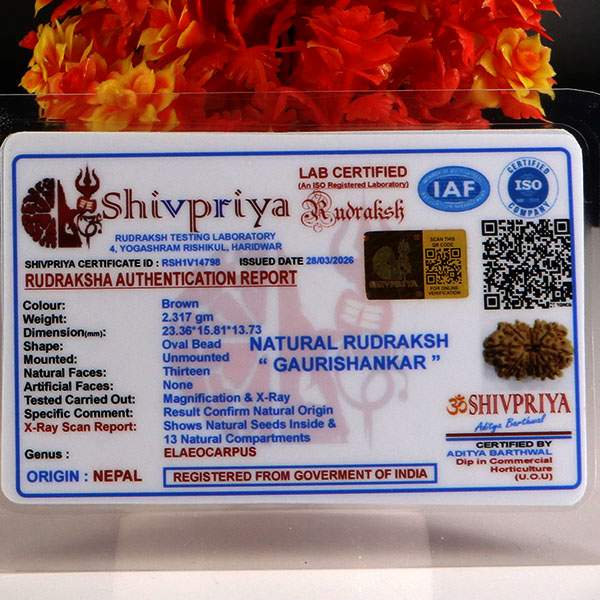 Gaurishankar Rudraksha-13 Mukhi