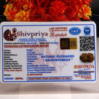 Gaurishankar Rudraksha-13 Mukhi