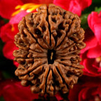 13 Mukhi Rudraksha