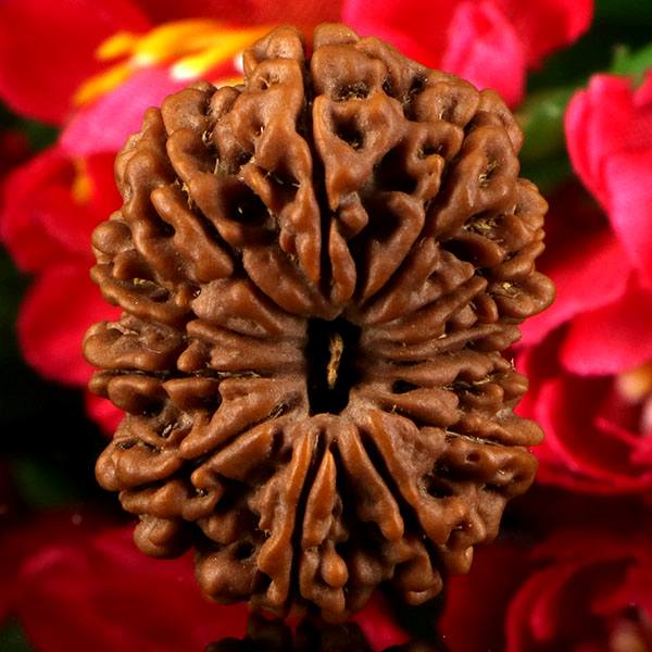 13 Mukhi Rudraksha