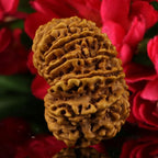 14  Mukhi Rudraksha