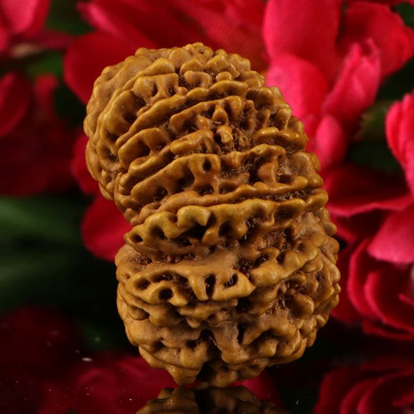 14  Mukhi Rudraksha