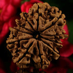 11 Mukhi Rudraksha