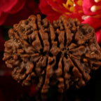 13 Mukhi Rudraksha