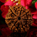 7 Mukhi Rudraksha