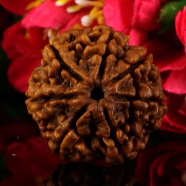 7 Mukhi Rudraksha