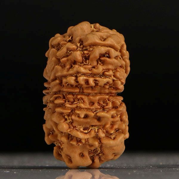 Gaurishankar Rudraksha-13 Mukhi