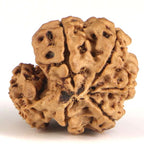 Garbh Gauri Rudraksha
