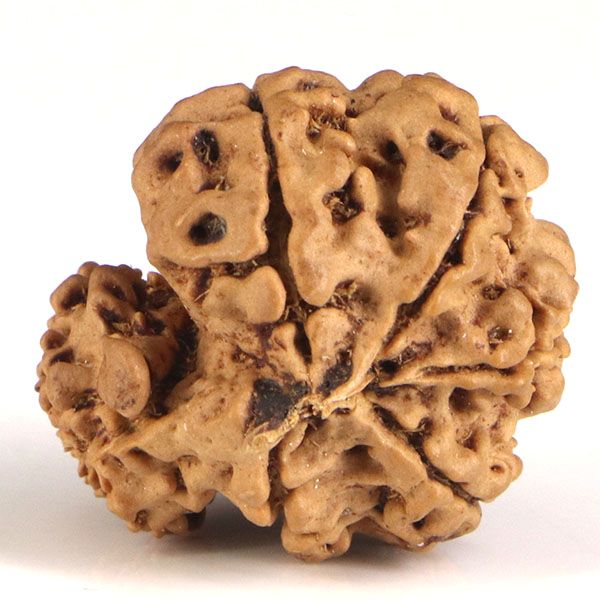 Garbh Gauri Rudraksha