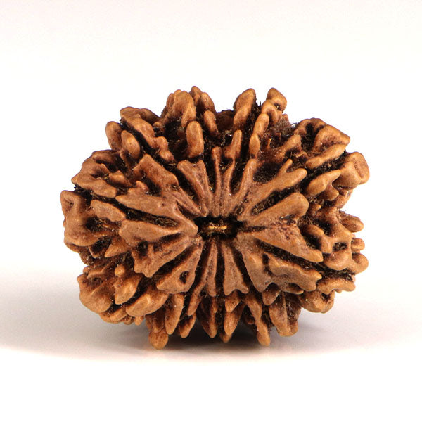 10 Mukhi Rudraksha