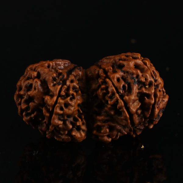 Gaurishankar Rudraksha