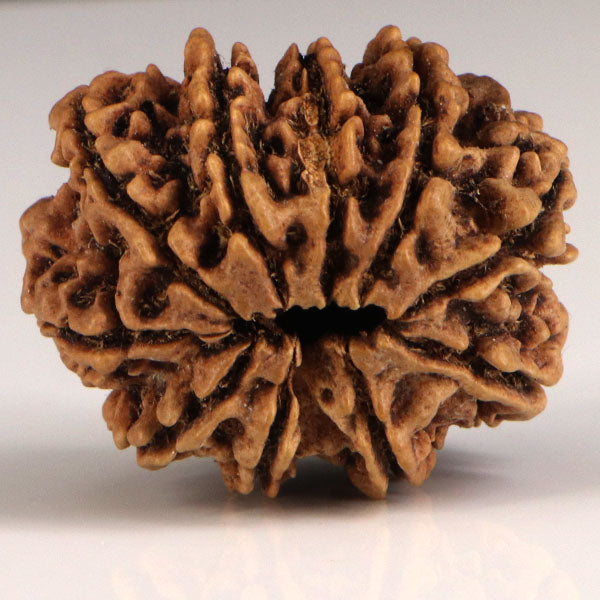 10 Mukhi Rudraksha